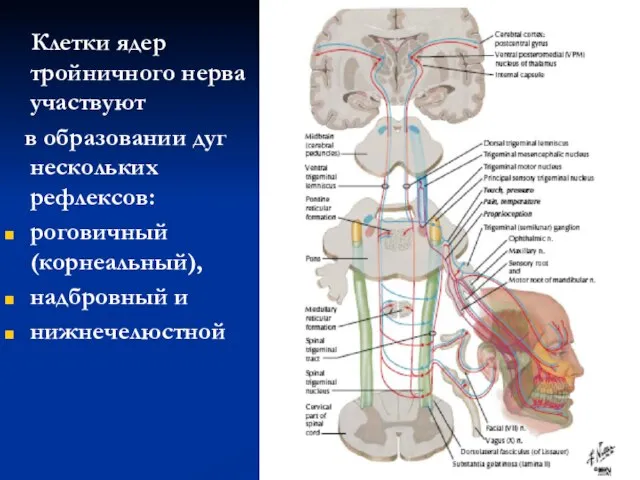 Клетки ядер тройничного нерва участвуют в образовании дуг нескольких рефлексов: роговичный (корнеальный), надбровный и нижнечелюстной