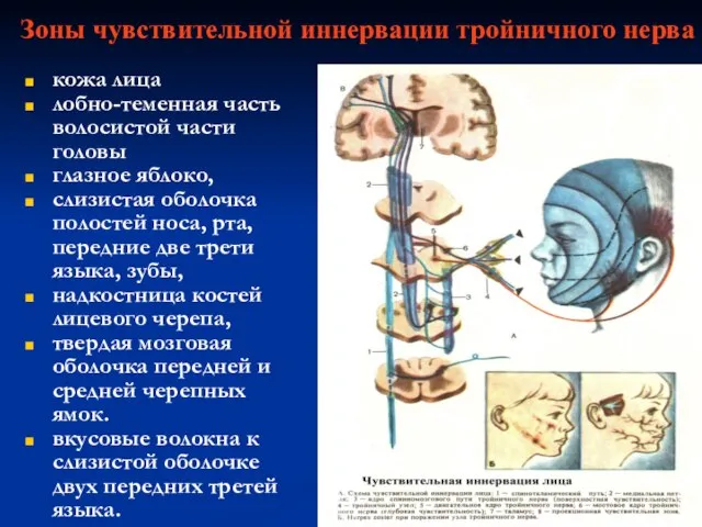 Зоны чувствительной иннервации тройничного нерва кожа лица лобно-теменная часть волосистой части