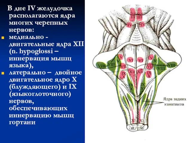 В дне IV желудочка располагаются ядра многих черепных нервов: медиально -