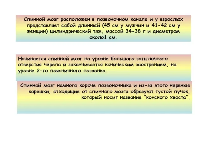 Спинной мозг расположен в позвоночном канале и у взрослых представляет собой