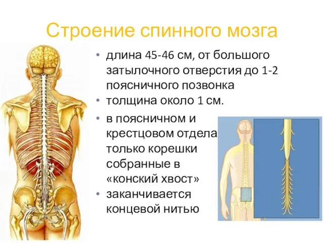 Строение спинного мозга в поясничном и крестцовом отделах только корешки собранные