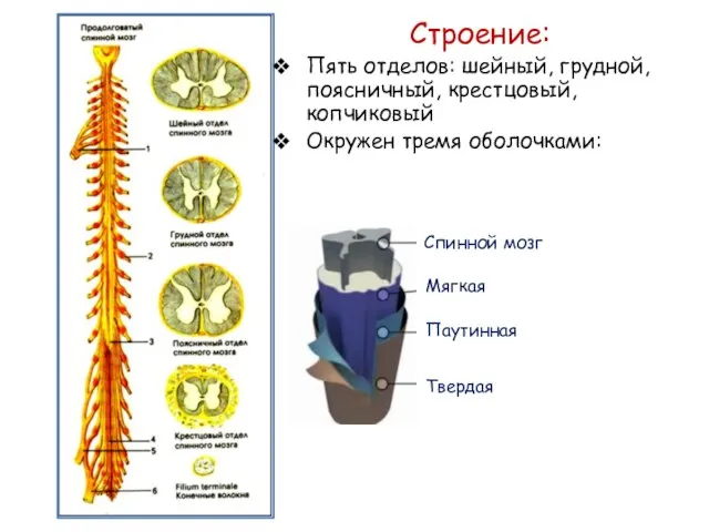 Строение: Пять отделов: шейный, грудной, поясничный, крестцовый, копчиковый Окружен тремя оболочками: Твердая Паутинная Мягкая Спинной мозг