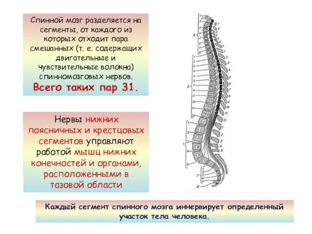 Спинной мозг разделяется на сегменты, от каждого из которых отходит пара