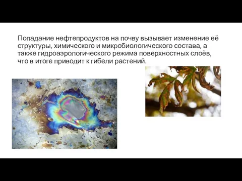 Попадание нефтепродуктов на почву вызывает изменение её структуры, химического и микробиологического