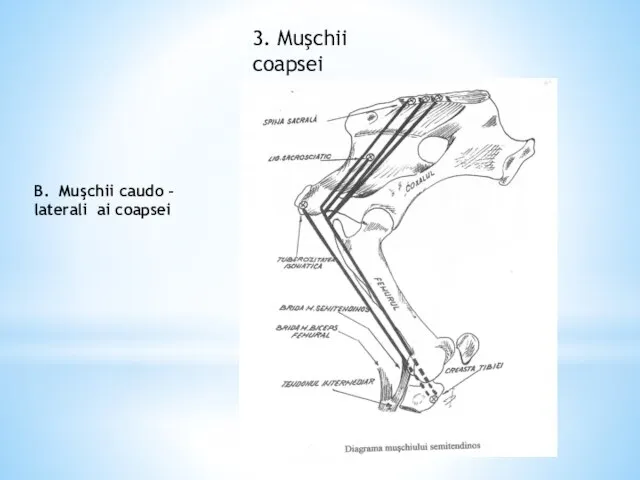 3. Muşchii coapsei B. Muşchii caudo - laterali ai coapsei