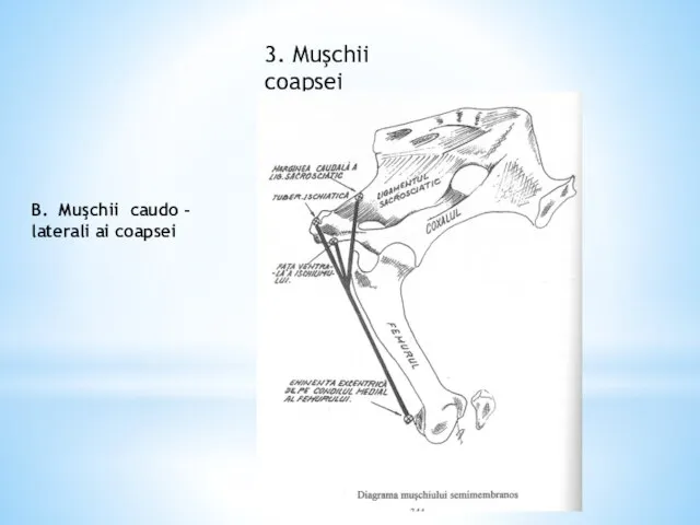 3. Muşchii coapsei B. Muşchii caudo - laterali ai coapsei