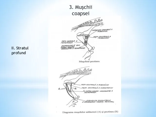 3. Muşchii coapsei II. Stratul profund