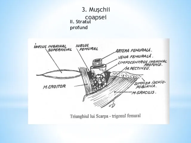 3. Muşchii coapsei II. Stratul profund