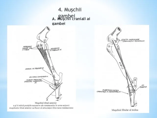 4. Muşchii gambei A. Muşchii craniali ai gambei