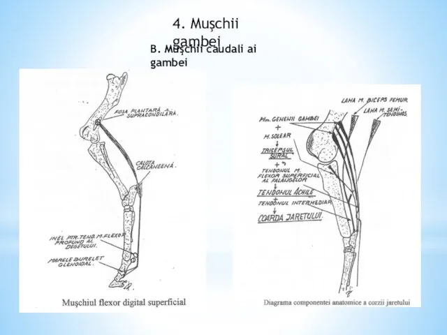 4. Muşchii gambei B. Muşchii caudali ai gambei