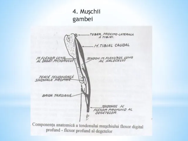 4. Muşchii gambei