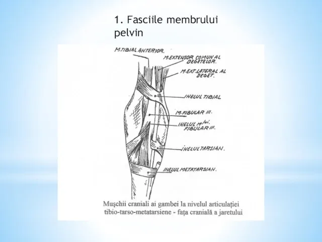 1. Fasciile membrului pelvin