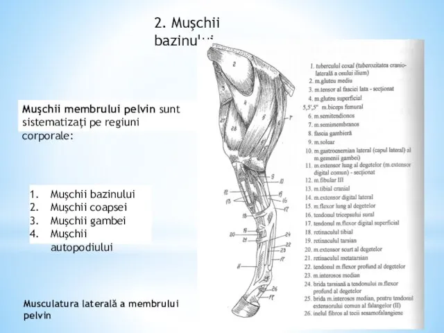 2. Muşchii bazinului Muşchii membrului pelvin sunt sistematizaţi pe regiuni corporale: