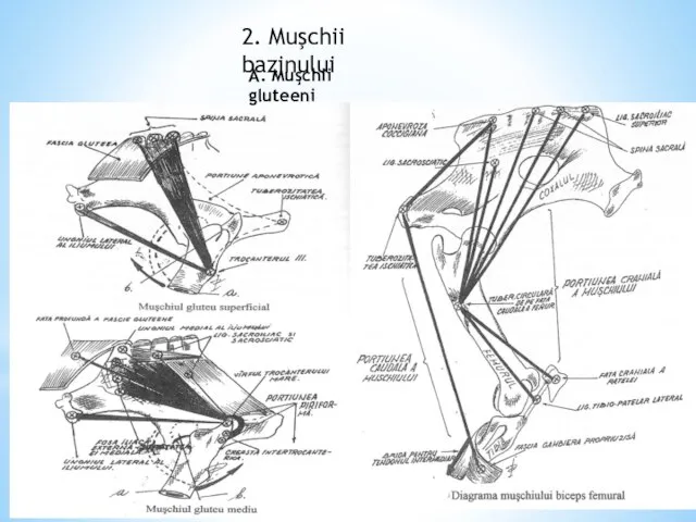 2. Muşchii bazinului A. Muşchii gluteeni