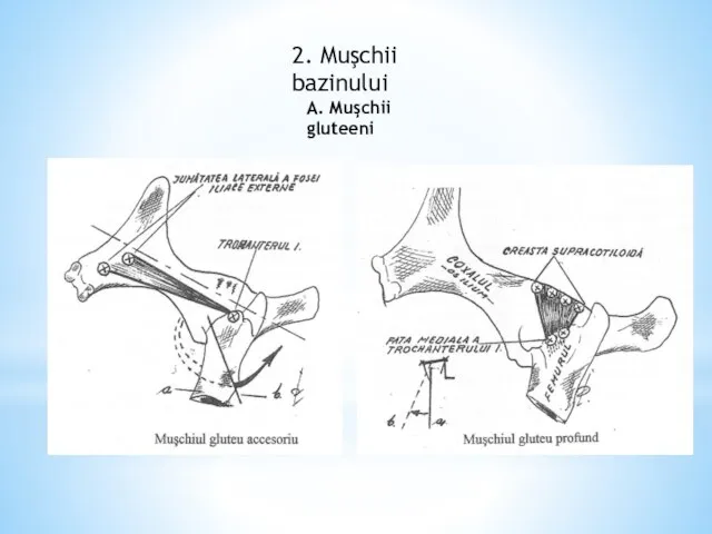 2. Muşchii bazinului A. Muşchii gluteeni