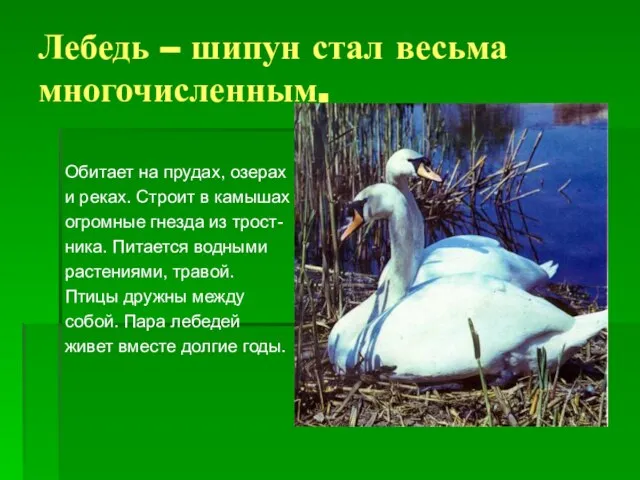 Лебедь – шипун стал весьма многочисленным. Обитает на прудах, озерах и