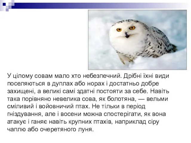 У цілому совам мало хто небезпечний. Дрібні їхні види поселяються в