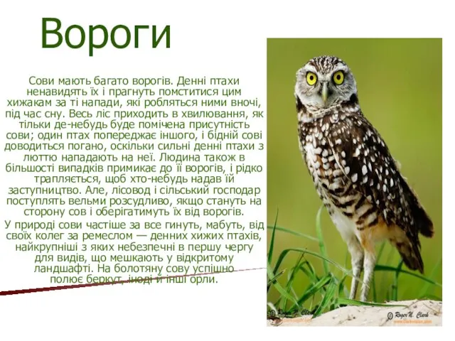 Вороги Сови мають багато ворогів. Денні птахи ненавидять їх і прагнуть