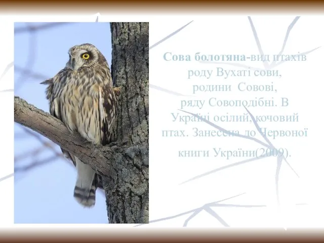 Сова болотяна-вид птахів роду Вухаті сови,родини Совові,ряду Совоподібні. В Україні осілий,