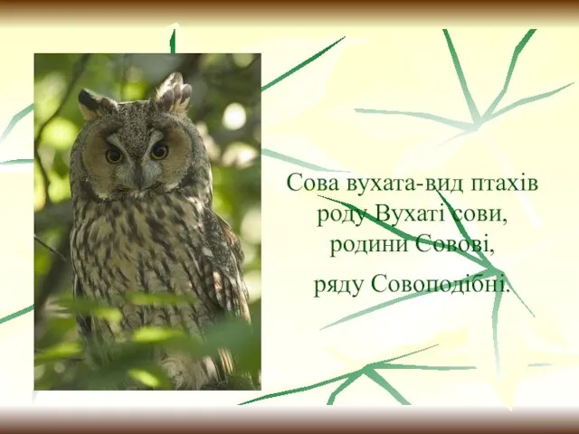 Сова вухата-вид птахів роду Вухаті сови, родини Совові, ряду Совоподібні.