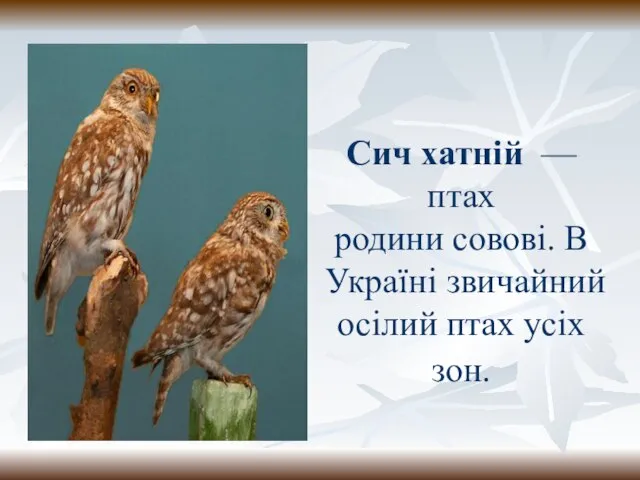 Сич хатній — птах родини совові. В Україні звичайний осілий птах усіх зон.