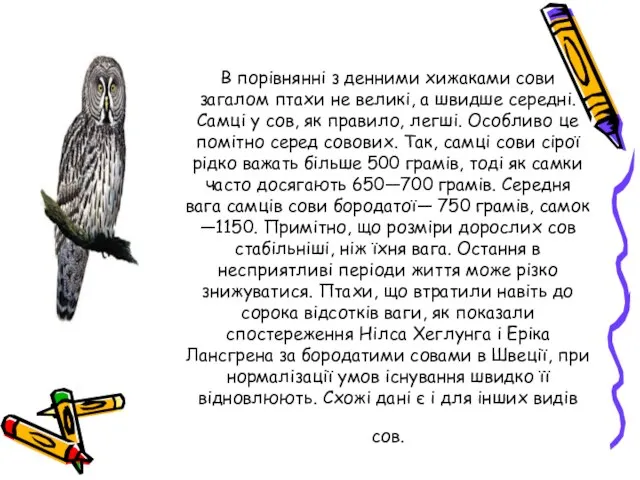 В порівнянні з денними хижаками сови загалом птахи не великі, а