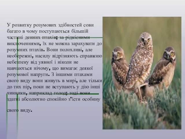 У розвитку розумових здібностей сови багато в чому поступаються більшій частині