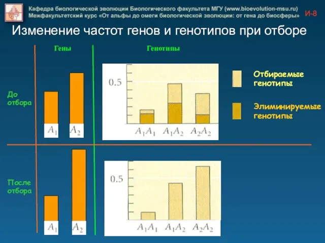 Изменение частот генов и генотипов при отборе Отбираемые генотипы Элиминируемые генотипы