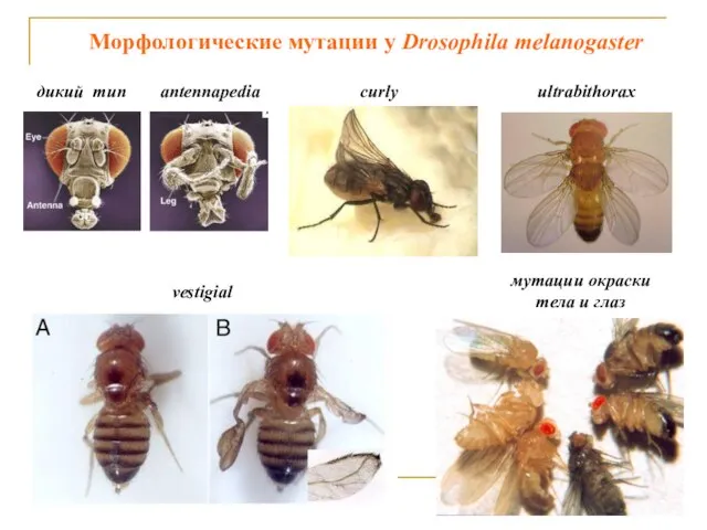 antennapedia curly vestigial Морфологические мутации у Drosophila melanogaster дикий тип ultrabithorax мутации окраски тела и глаз