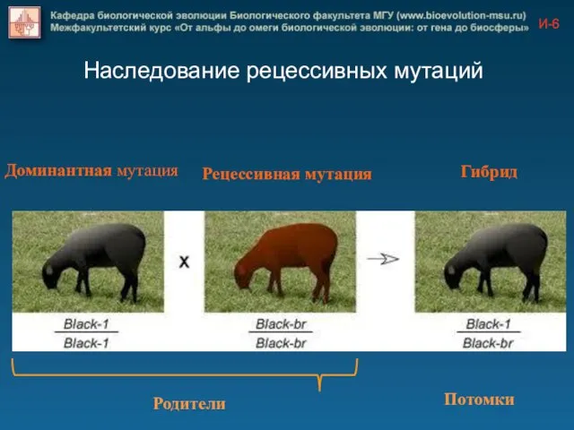 Наследование рецессивных мутаций Доминантная мутация Рецессивная мутация Гибрид Родители Потомки И-6