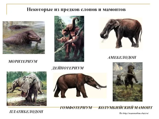 МОРИТЕРИУМ ДЕЙНОТЕРИУМ АМЕБЕЛОДОН ПЛАТИБЕЛОДОН ГОМФОТЕРИУМ По http://mammuthus.chat.ru/ Некоторые из предков слонов и мамонтов КОЛУМБИЙСКИЙ МАМОНТ
