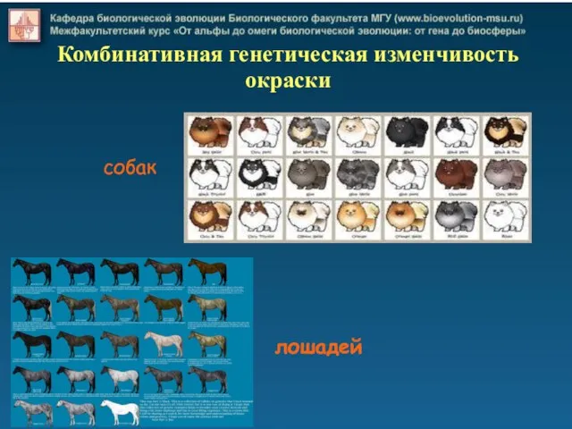 Комбинативная генетическая изменчивость окраски лошадей собак