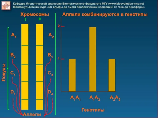 A1A1 A1A2 A2A2 A2 B1 C3 D4 A1 B2 C1 D1