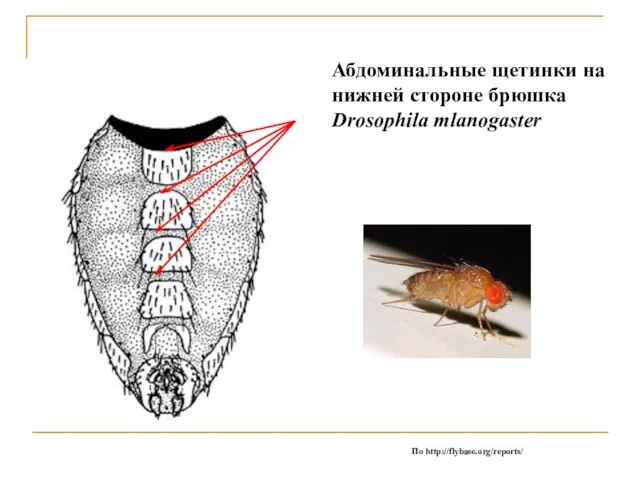 Абдоминальные щетинки на нижней стороне брюшка Drosophila mlanogaster По http://flybase.org/reports/