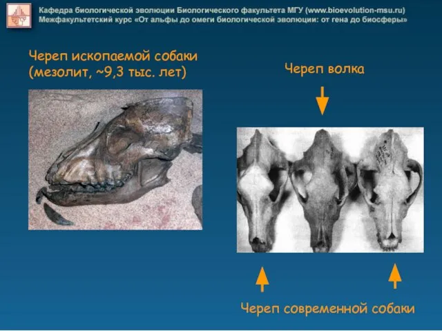 Череп ископаемой собаки (мезолит, ~9,3 тыс. лет) Череп волка Череп современной собаки