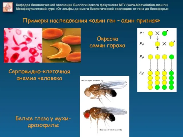 Примеры наследования «один ген – один признак» Серповидно-клеточная анемия человека Белые