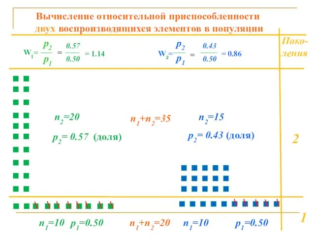 1 2 Поко-ления n1=10 n1=10 n2=20 n2=15 p2= 0.57 (доля) p2=