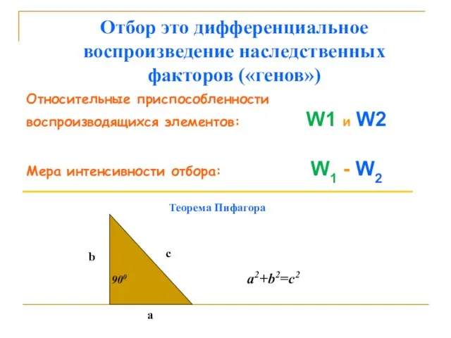 Отбор это дифференциальное воспроизведение наследственных факторов («генов») a b c a2+b2=c2