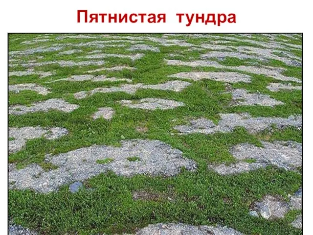 Пятнистая тундра