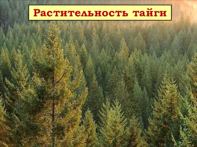 Растительность тайги