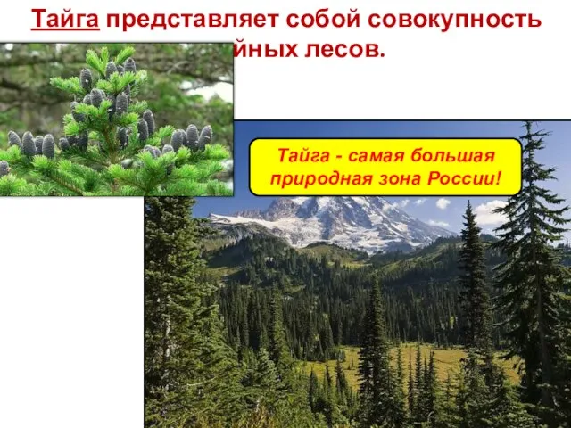 Тайга представляет собой совокупность хвойных лесов. Тайга - самая большая природная зона России!