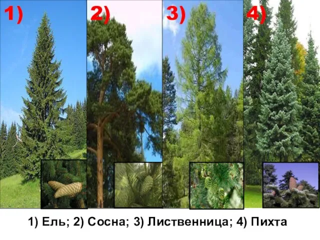 1) Ель; 2) Сосна; 3) Лиственница; 4) Пихта 1) 2) 3) 4)