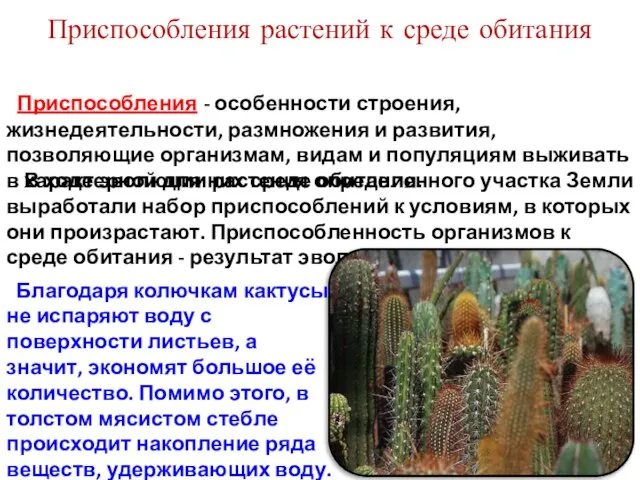 В ходе эволюции растения определенного участка Земли выработали набор приспособлений к