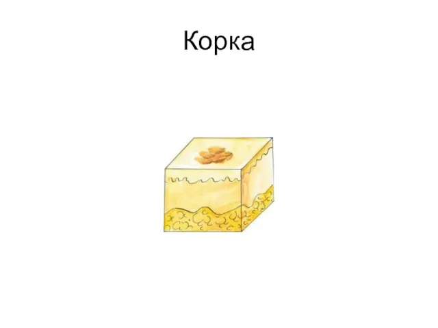 Корка