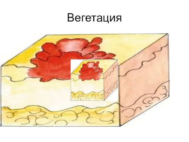 Вегетация