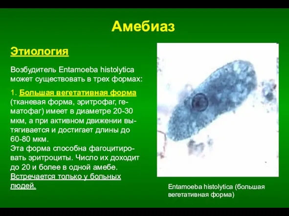 Амебиаз Entamoeba histolytica (большая вегетативная форма) Этиология Возбудитель Entamoeba histolytica может