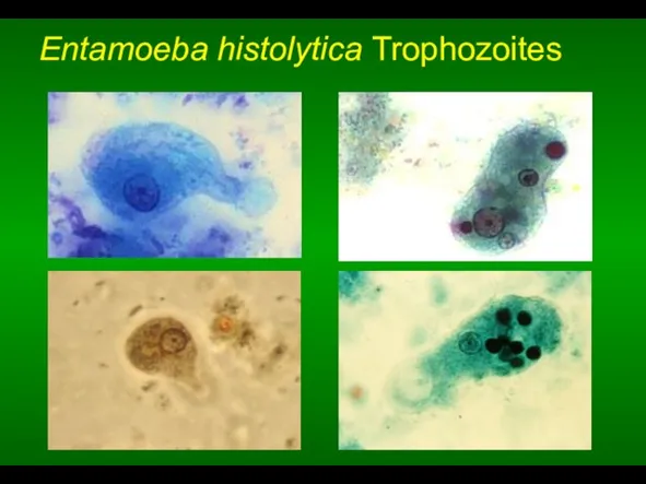 Entamoeba histolytica Trophozoites