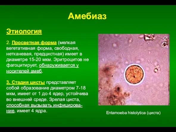Амебиаз Entamoeba histolytica (циста) Этиология 2. Просветная форма (мелкая вегетативная форма,