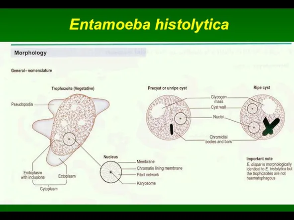 Entamoeba histolytica
