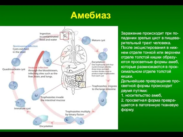 Заражение происходит при по-падании зрелых цист в пищева-рительный тракт человека. После